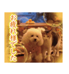 大人お洒落な煌めく年末年始（個別スタンプ：9）