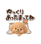トイプードル「アプリコット」3D【冬】（個別スタンプ：10）