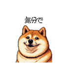 マイペースな気分屋ふとっちょ柴犬 許して（個別スタンプ：1）