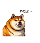 マイペースな気分屋ふとっちょ柴犬 許して（個別スタンプ：4）
