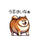 マイペースな気分屋ふとっちょ柴犬 許して（個別スタンプ：9）