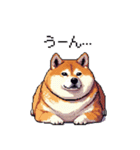 マイペースな気分屋ふとっちょ柴犬 許して（個別スタンプ：12）