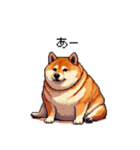 マイペースな気分屋ふとっちょ柴犬 許して（個別スタンプ：13）