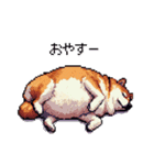 マイペースな気分屋ふとっちょ柴犬 許して（個別スタンプ：20）