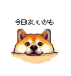 マイペースな気分屋ふとっちょ柴犬 許して（個別スタンプ：28）