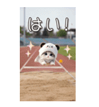 パンダ帽が可愛い猫 毎日使える 敬語 BIG（個別スタンプ：18）