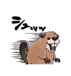 しゃべるビーバー（個別スタンプ：3）