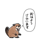 しゃべるビーバー（個別スタンプ：34）