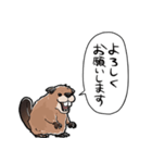 しゃべるビーバー（個別スタンプ：40）