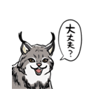 しゃべるヤマネコ（個別スタンプ：13）