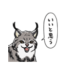 しゃべるヤマネコ（個別スタンプ：14）