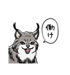 しゃべるヤマネコ（個別スタンプ：17）