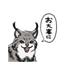 しゃべるヤマネコ（個別スタンプ：24）