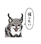 しゃべるヤマネコ（個別スタンプ：29）