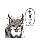 しゃべるヤマネコ（個別スタンプ：31）