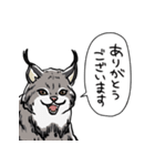 しゃべるヤマネコ（個別スタンプ：33）