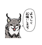 しゃべるヤマネコ（個別スタンプ：40）
