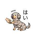 名前入りダックスイザベラダップルイエロー（個別スタンプ：6）