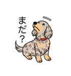 名前入りダックスイザベラダップルイエロー（個別スタンプ：20）