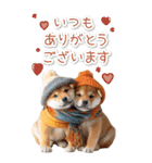 毎日使えるBIG柴犬【連絡・でか文字】（個別スタンプ：1）