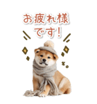 毎日使えるBIG柴犬【連絡・でか文字】（個別スタンプ：2）