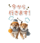 毎日使えるBIG柴犬【連絡・でか文字】（個別スタンプ：3）