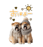 毎日使えるBIG柴犬【連絡・でか文字】（個別スタンプ：5）