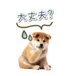 毎日使えるBIG柴犬【連絡・でか文字】（個別スタンプ：7）