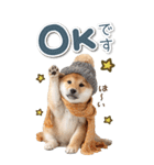 毎日使えるBIG柴犬【連絡・でか文字】（個別スタンプ：10）