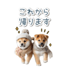 毎日使えるBIG柴犬【連絡・でか文字】（個別スタンプ：11）