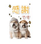 毎日使えるBIG柴犬【連絡・でか文字】（個別スタンプ：12）