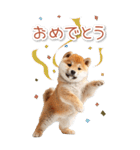 毎日使えるBIG柴犬【連絡・でか文字】（個別スタンプ：13）