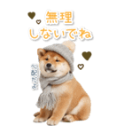 毎日使えるBIG柴犬【連絡・でか文字】（個別スタンプ：14）