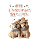 毎日使えるBIG柴犬【連絡・でか文字】（個別スタンプ：15）