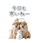 毎日使えるBIG柴犬【連絡・でか文字】（個別スタンプ：16）