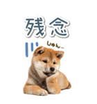 毎日使えるBIG柴犬【連絡・でか文字】（個別スタンプ：17）
