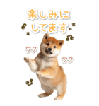 毎日使えるBIG柴犬【連絡・でか文字】（個別スタンプ：18）