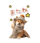 毎日使えるBIG柴犬【連絡・でか文字】（個別スタンプ：19）