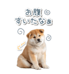 毎日使えるBIG柴犬【連絡・でか文字】（個別スタンプ：21）