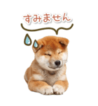 毎日使えるBIG柴犬【連絡・でか文字】（個別スタンプ：22）