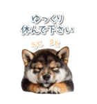 毎日使えるBIG柴犬【連絡・でか文字】（個別スタンプ：23）