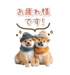 毎日使えるBIG柴犬【連絡・でか文字】（個別スタンプ：24）