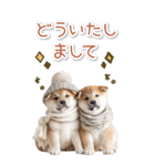 毎日使えるBIG柴犬【連絡・でか文字】（個別スタンプ：26）