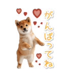 毎日使えるBIG柴犬【連絡・でか文字】（個別スタンプ：27）
