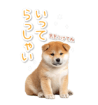 毎日使えるBIG柴犬【連絡・でか文字】（個別スタンプ：28）