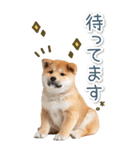 毎日使えるBIG柴犬【連絡・でか文字】（個別スタンプ：29）