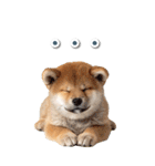 毎日使えるBIG柴犬【連絡・でか文字】（個別スタンプ：30）