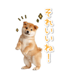 毎日使えるBIG柴犬【連絡・でか文字】（個別スタンプ：31）