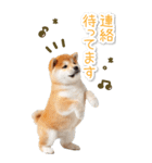 毎日使えるBIG柴犬【連絡・でか文字】（個別スタンプ：32）