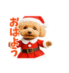 踊る！サンタトイプードル【クリスマス】（個別スタンプ：5）